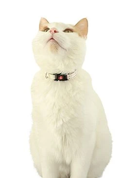 CHATOUILLE Cat Collar with Bow Tie Beige
