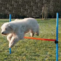 AGILITY překážka 3 tyče 129 modrá oranžová Rozměr 115cm