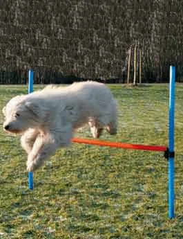AGILITY překážka 3 tyče 129 modrá oranžová Rozměr 115cm