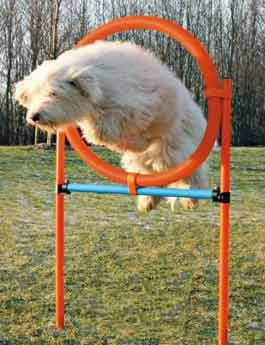 AGILITY kruh proskakovací 78x115cm modrá oranžová