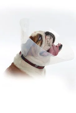 Collar protector BUSTER plástico E Collar Brachy talla S