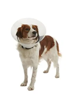 Límec ochranný BUSTER plastový Clic Collar Rozměr 25cm