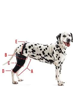 Vendaje Rehab para rodilla de perro KRUUSE L Izquierda